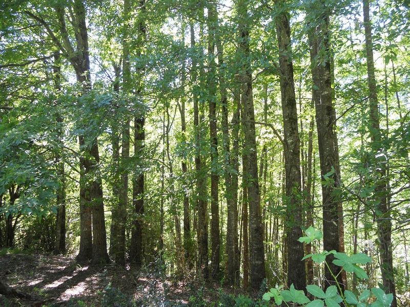 Parque Natural de Raulíes.