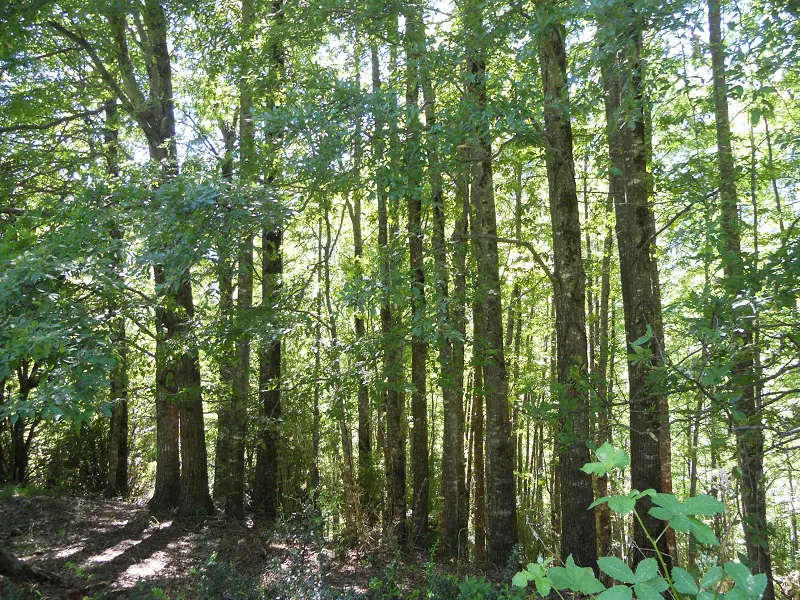 Lush green forest with tall trees and dappled sunlight filtering through the leaves.