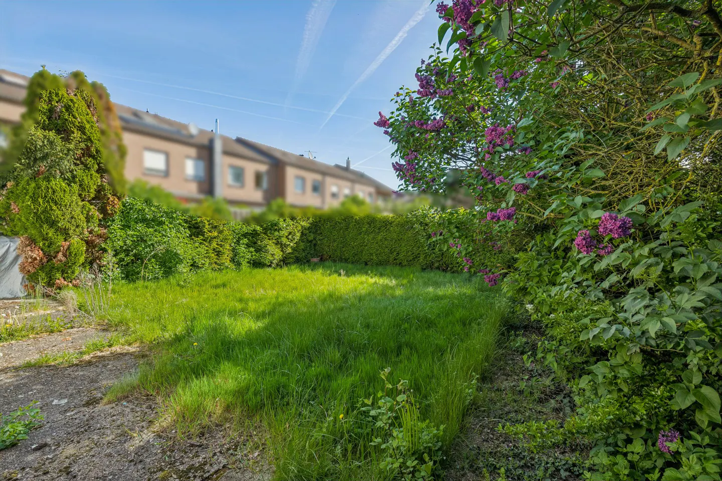 A backyard with green grass, a tall hedge, and a lilac bush with purple flowers. Row houses are blurred in the background.