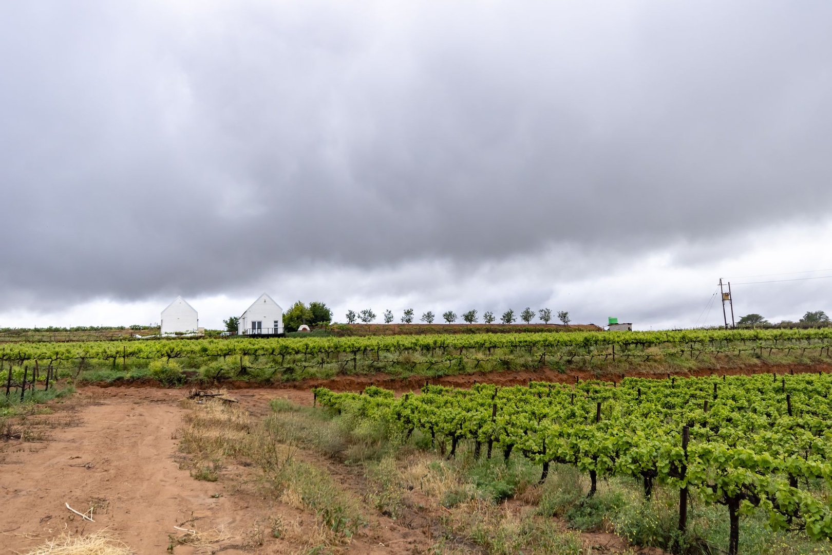 Plant, Produce & Pour -Curated Vineyard of Distinction awaits