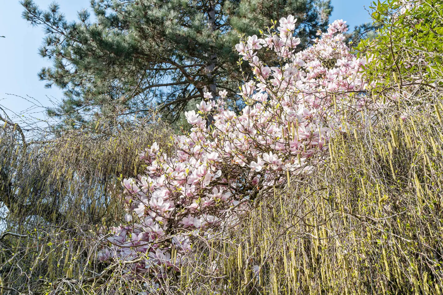A magnolia tree with pink and white flowers is surrounded by other trees and plants.