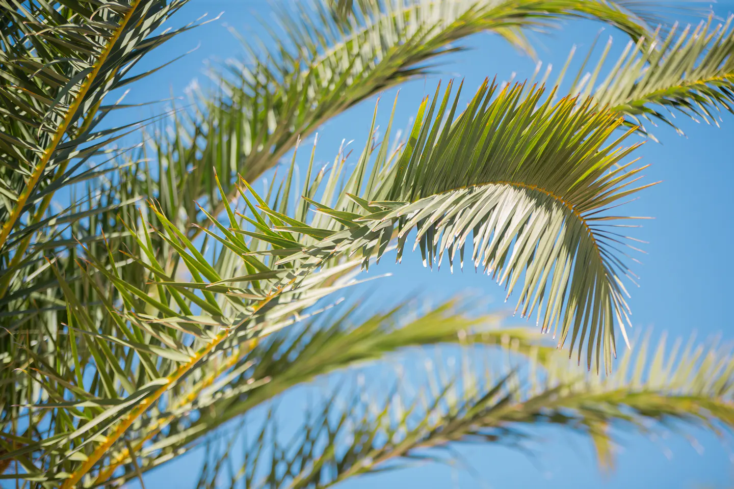 Palm fronds with green leaves against a clear blue sky.