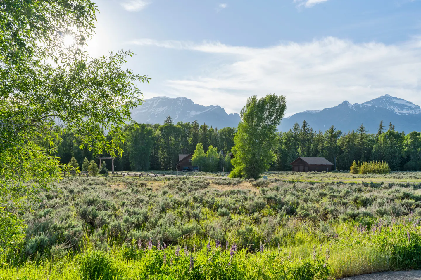 Scenic view of a meadow with sagebrush, trees, and snow-capped mountains in the background under a blue sky.