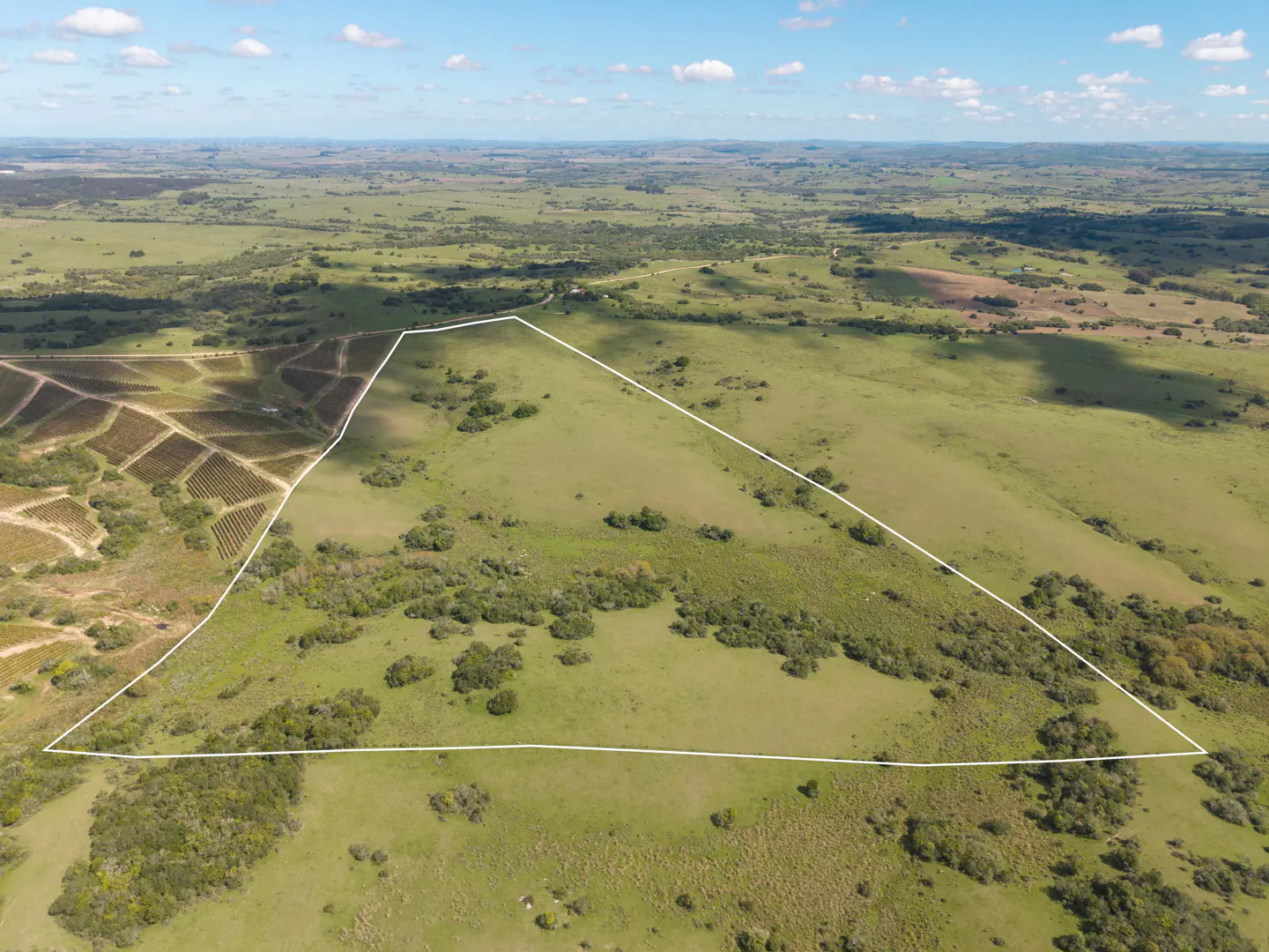 Aerial view of a large, green, triangular plot of land outlined in white, with scattered trees and a vineyard in the background.