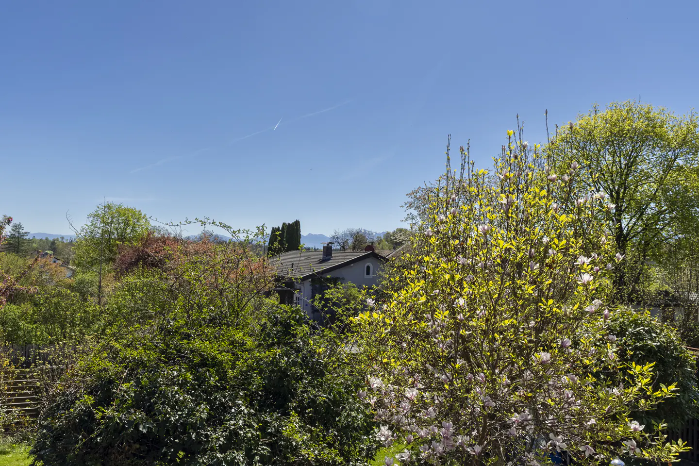 A sunny view of a house nestled among lush green trees and a blooming magnolia tree under a clear blue sky.