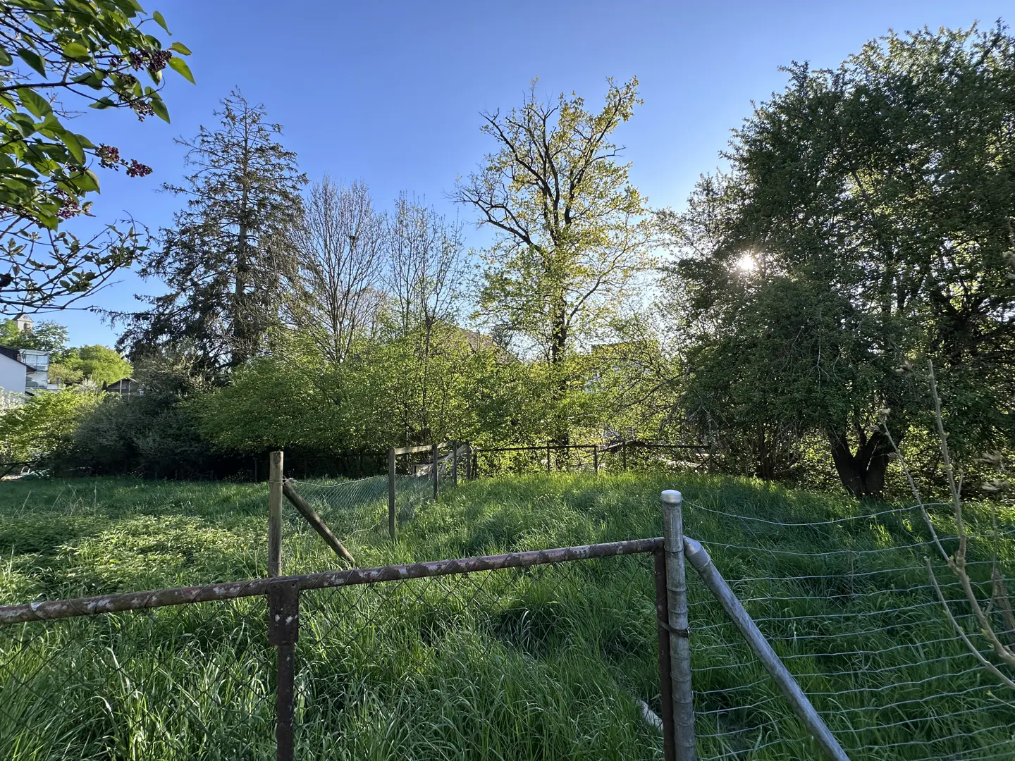 Overgrown green lot with a rusty chain-link fence, trees, and a blue sky.