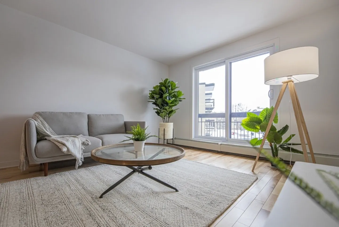 Modern living room with a grey sofa, round glass coffee table, floor lamp, and potted plants on a light-colored area rug.