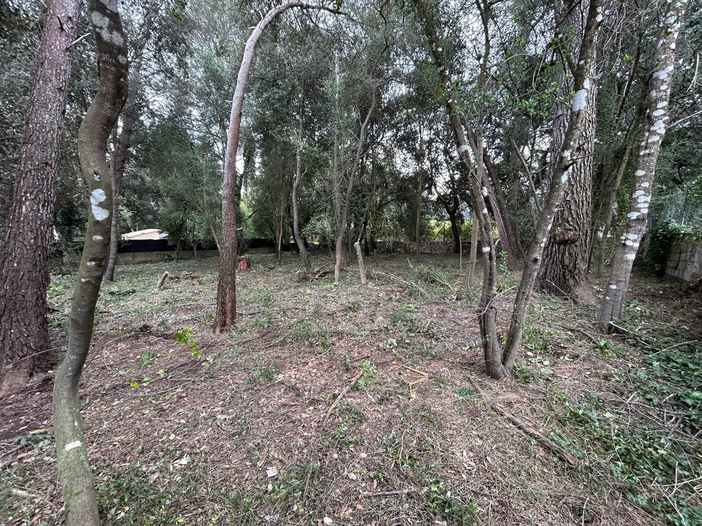A wooded lot with tall trees and leaf-covered ground. Some trees have white markings. Brush and small branches are scattered on the ground.
