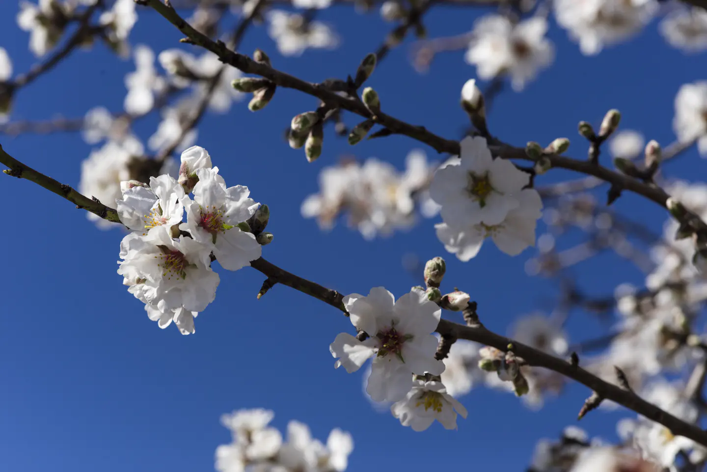Close-up of almond tree branches with white blossoms against a bright blue sky. Buds are also visible on the branches.