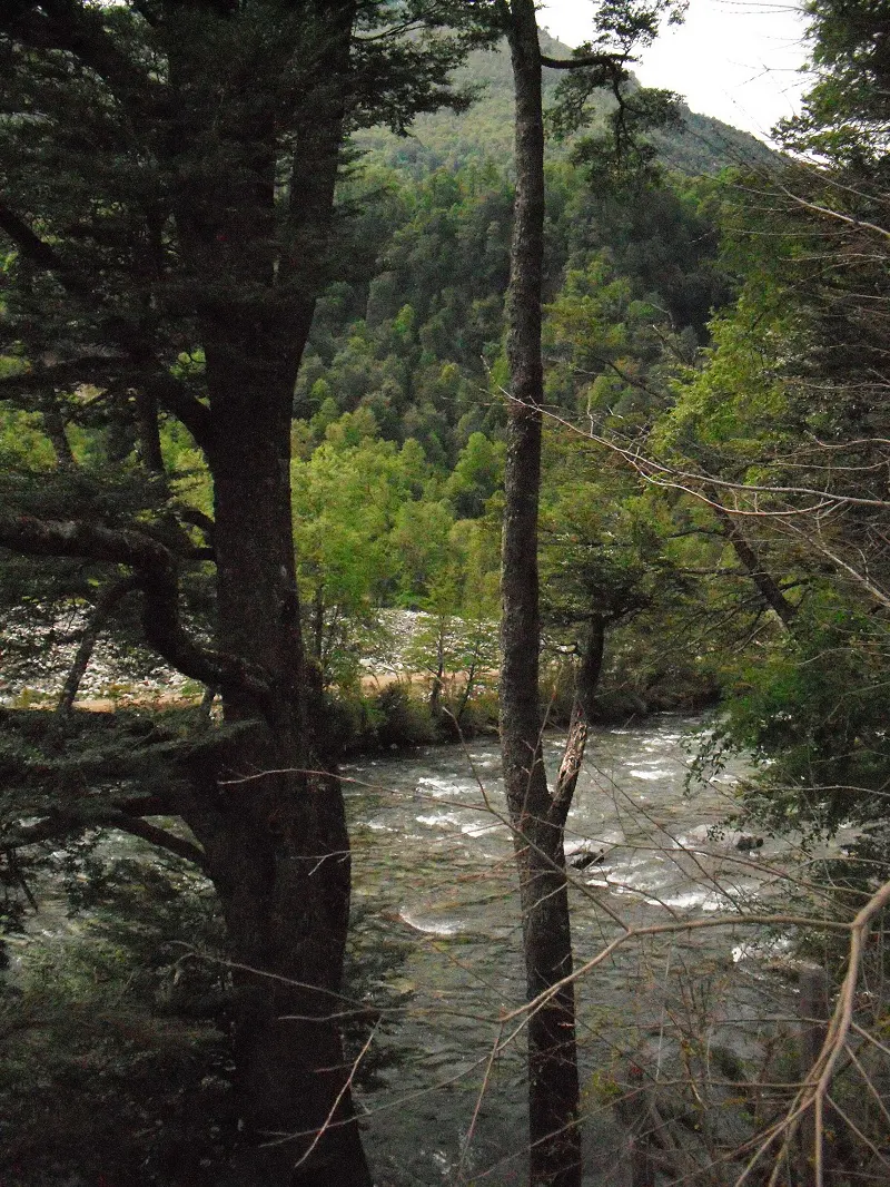 A river flows through a forest, framed by dark trees in the foreground. Green trees cover the hillside in the background.