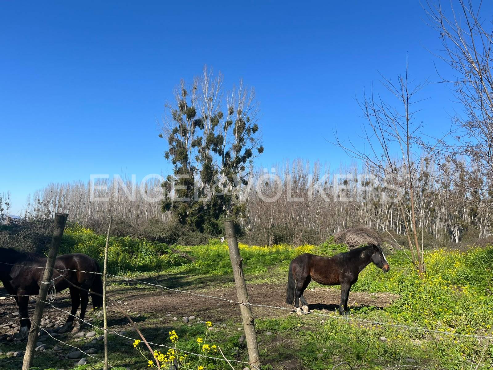 Sitio en coltauco