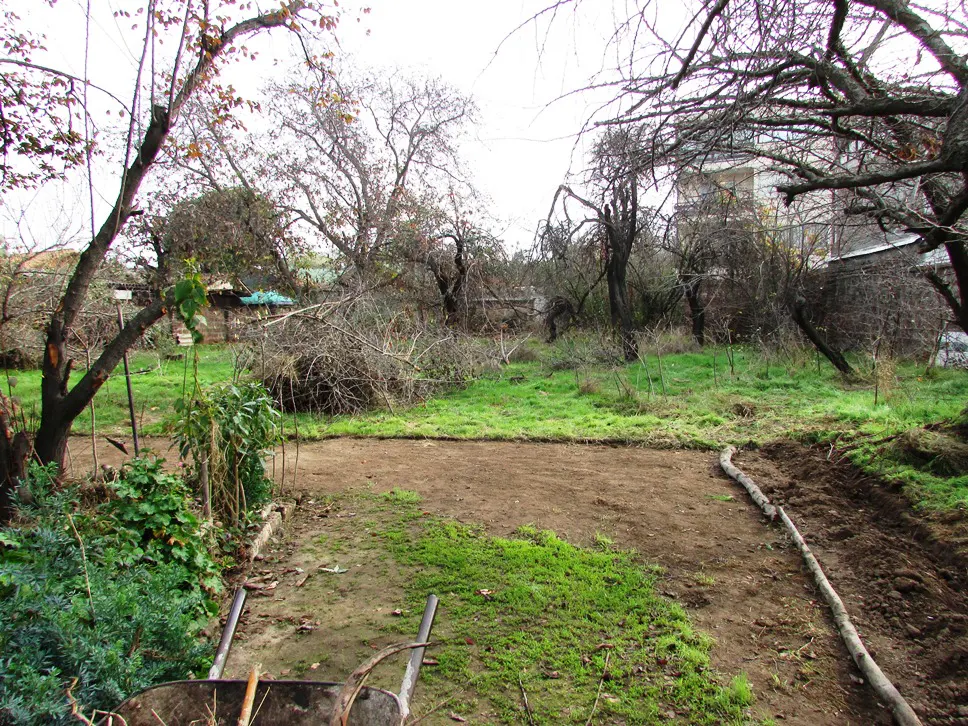 Overgrown yard with bare trees, green grass, and a dirt patch. A wheelbarrow sits in the foreground. A house is visible in the background.