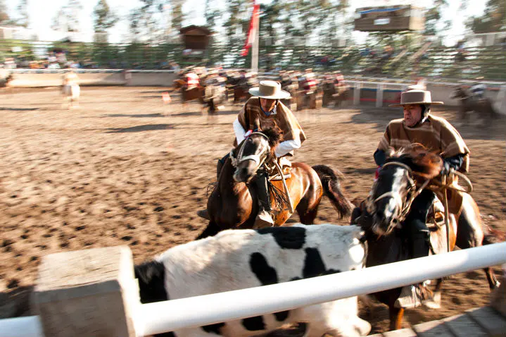 Two men in ponchos and hats ride horses in a rodeo arena, chasing a black and white calf. A crowd watches in the background.