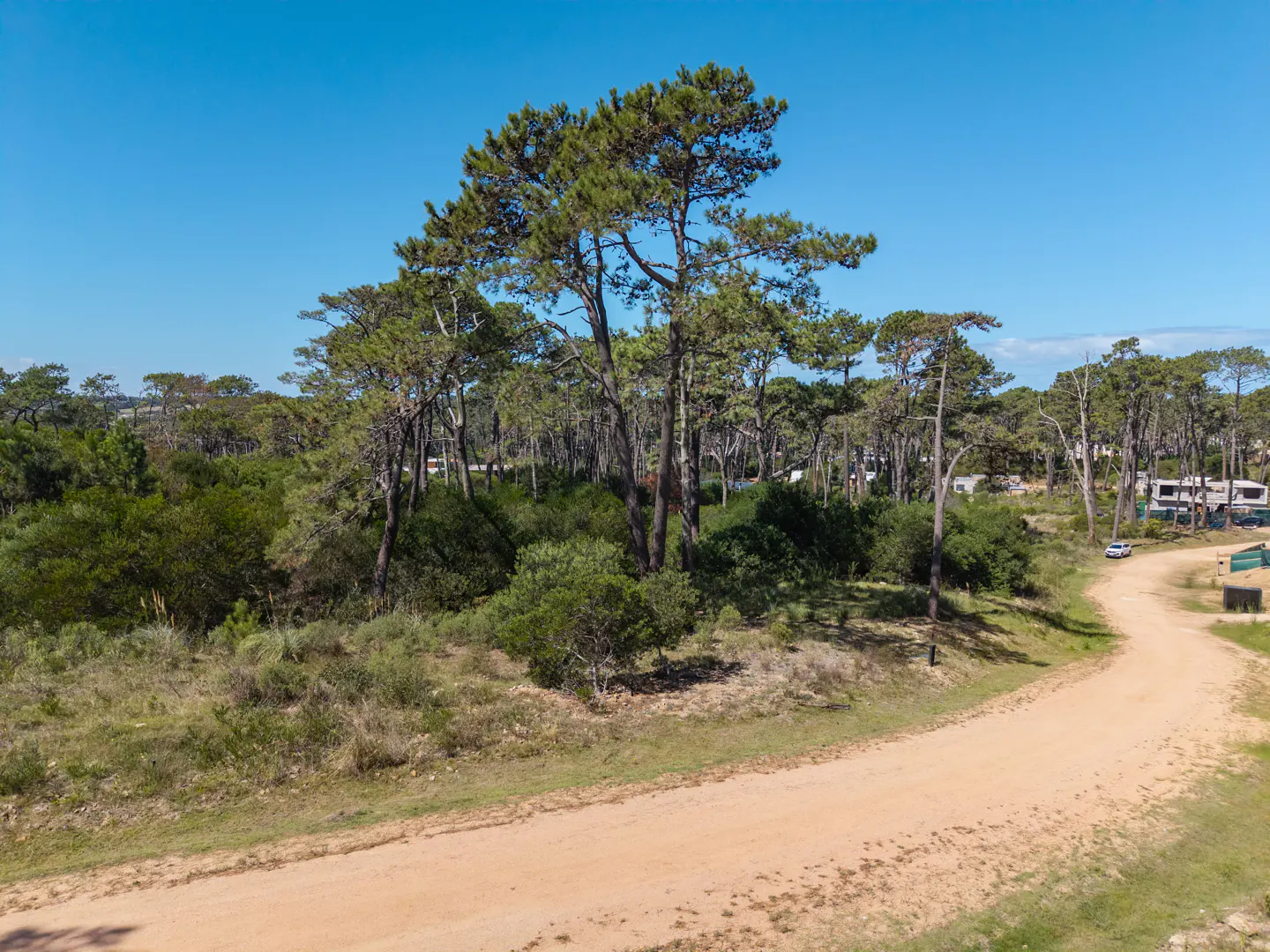 A dirt road leads through a wooded area with tall pine trees under a clear blue sky. RVs are visible in the background.