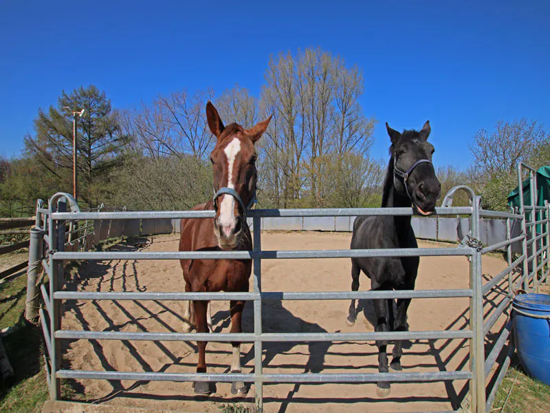 Two horses, one brown with a white blaze and one black, stand behind a metal fence in a sandy paddock under a blue sky.