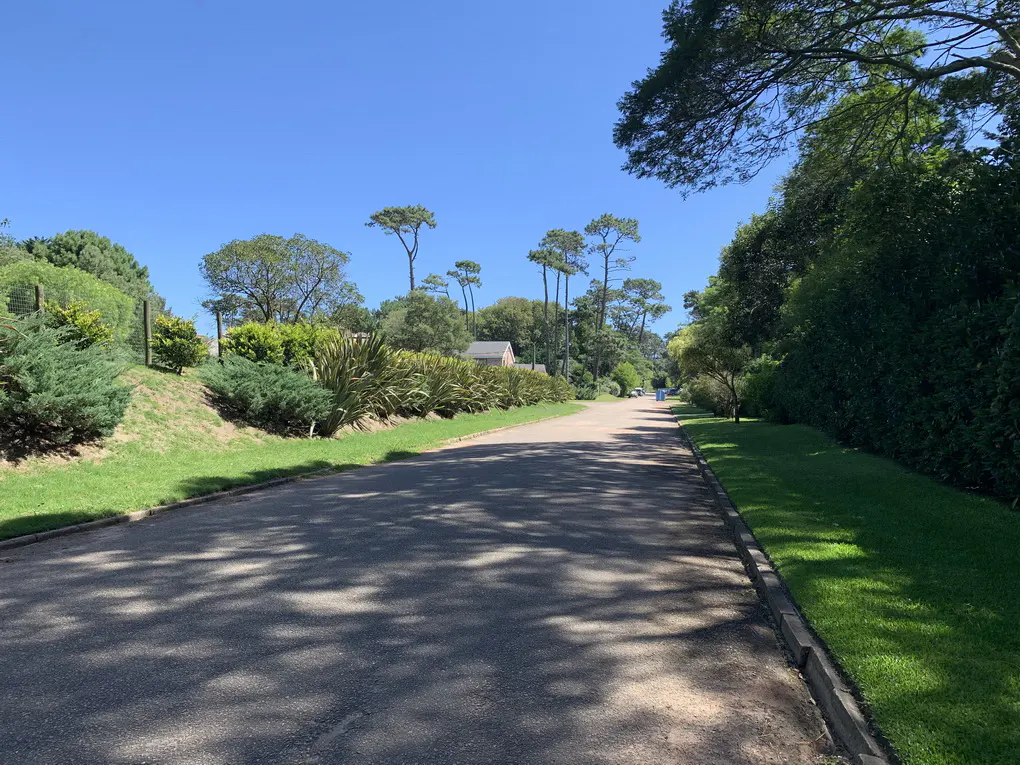 Asphalt road lined with green grass and trees under a blue sky. Shadows of trees are cast on the road.