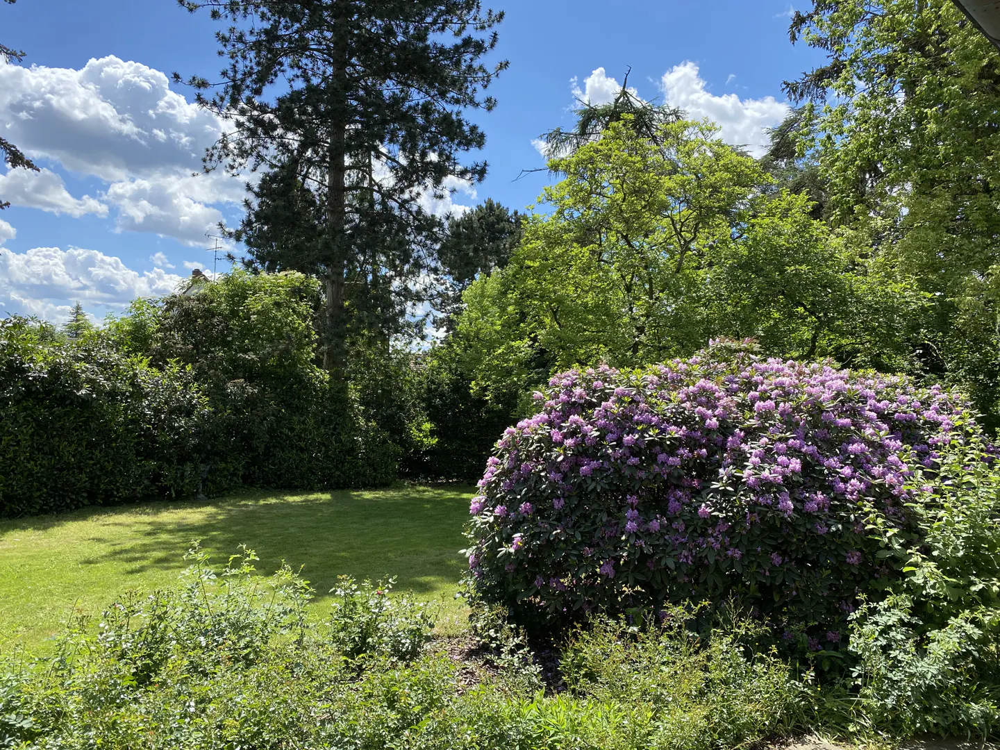 Lush green lawn with a large purple rhododendron bush, surrounded by trees under a blue sky with white clouds.