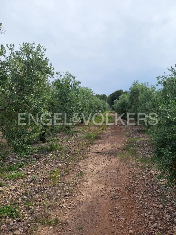 Delimited developable land in Rustical Mont-roig