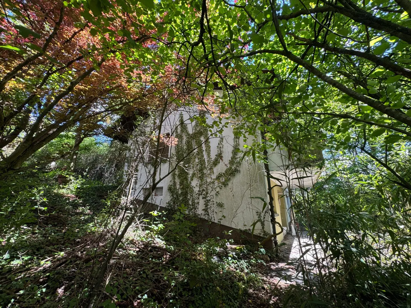 Exterior view of a white house, partially obscured by trees and vines, on a sunny day.