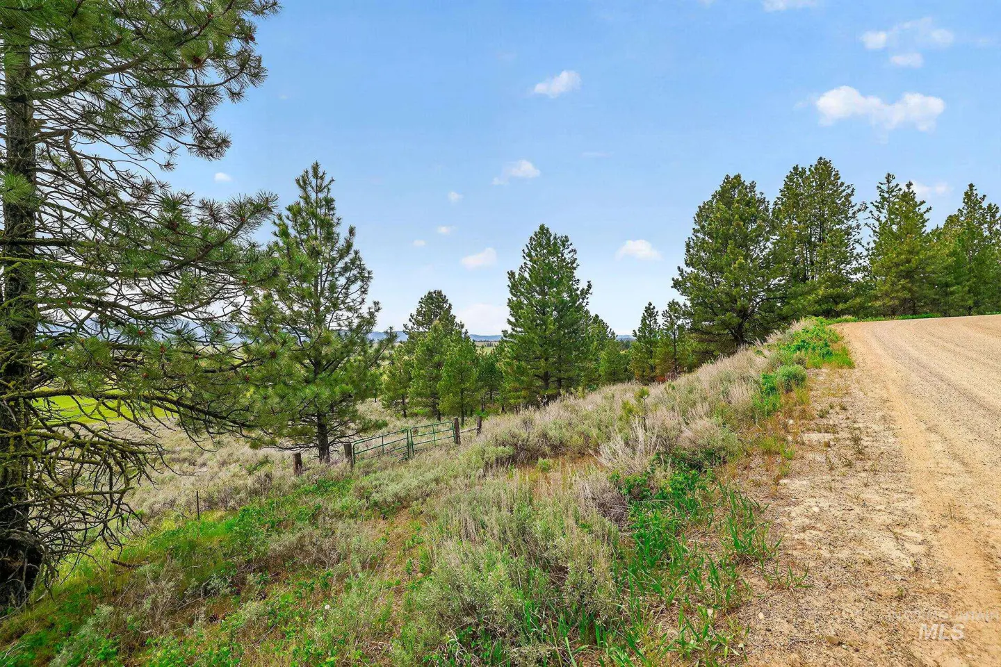Scenic view of a dirt road winding through a grassy hillside with scattered pine trees under a blue sky with clouds.