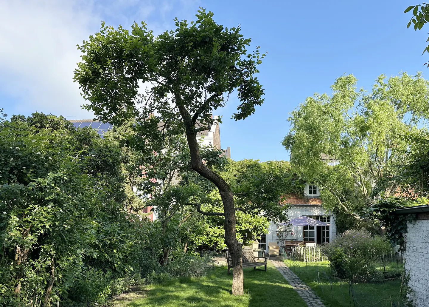A lush green garden with a winding tree, a stone path, and a white house in the background on a sunny day.