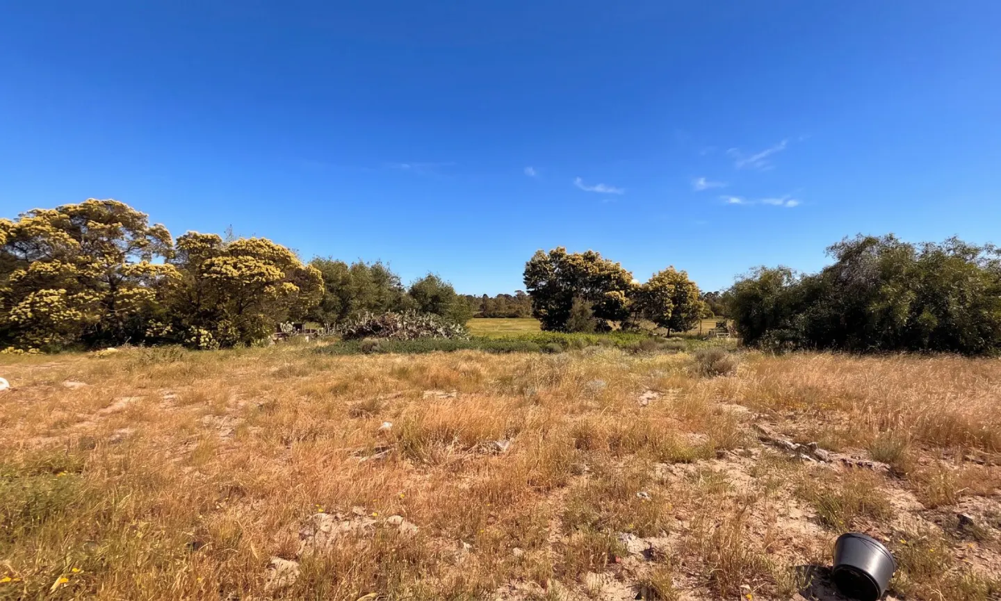Vacant land with dry grass under a clear blue sky. Trees with yellow flowers line the back of the property.