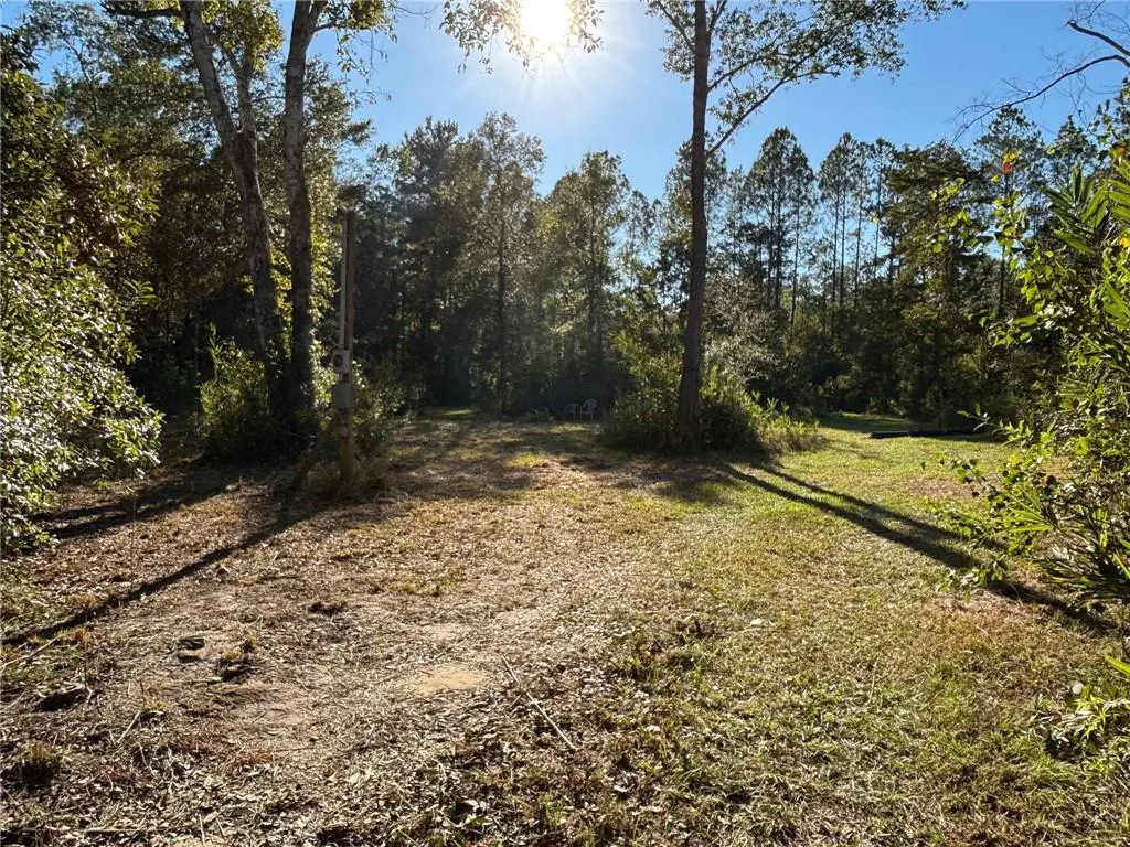Sunny clearing surrounded by trees. Green grass and blue sky.