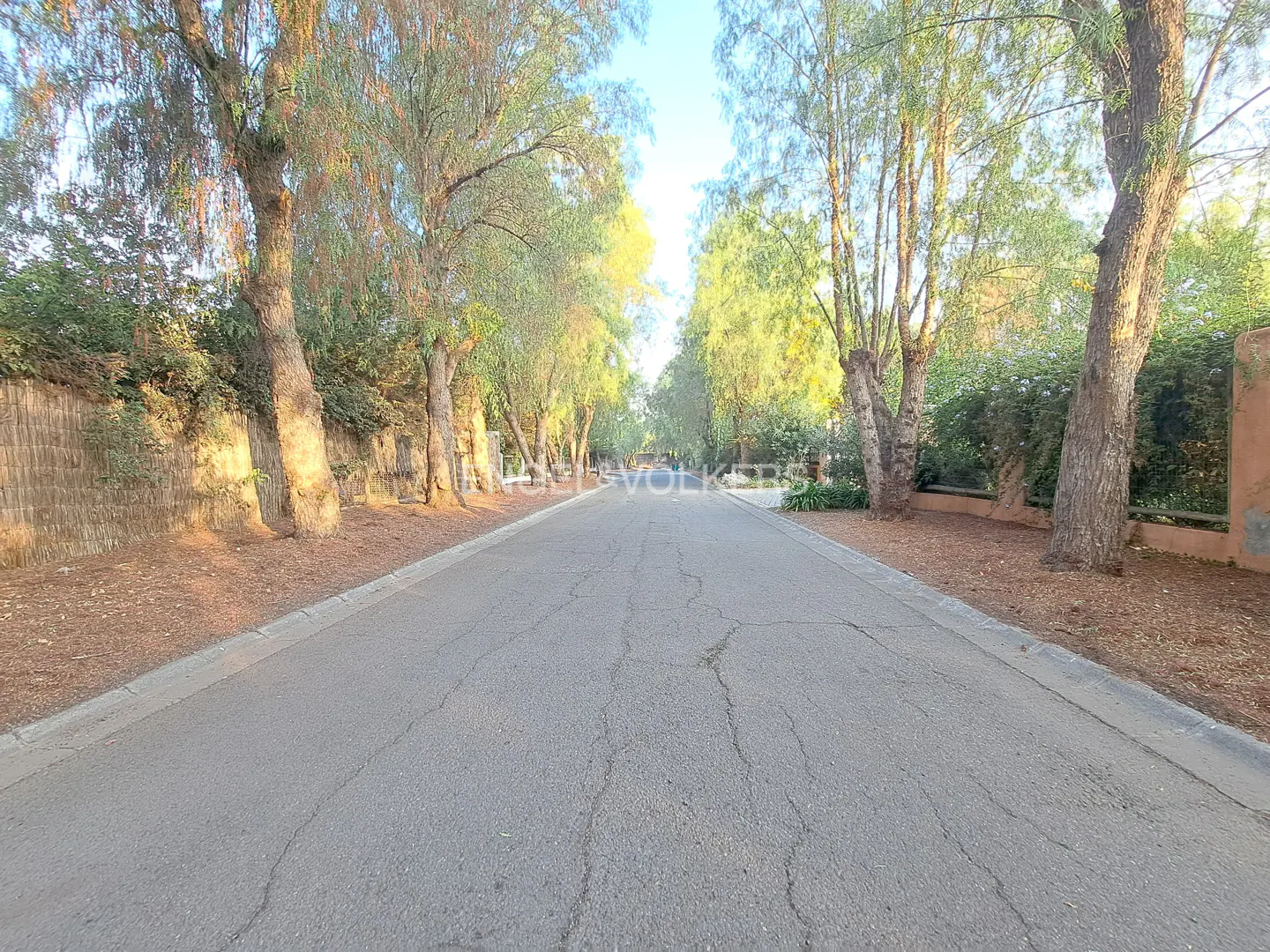 A long, cracked asphalt road lined with tall trees on either side. The trees create a canopy effect, filtering sunlight onto the road.