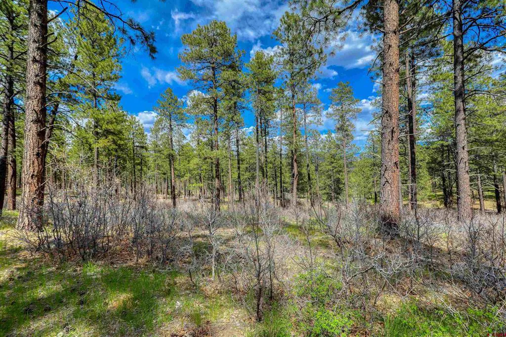A forest with tall pine trees under a blue sky with white clouds. The ground is covered with dry brush and some green grass.