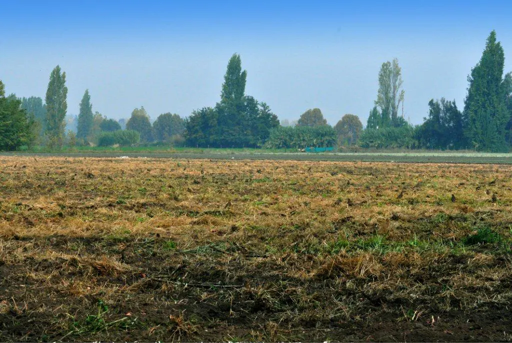 A wide view of a plowed field with trees in the background under a blue sky.