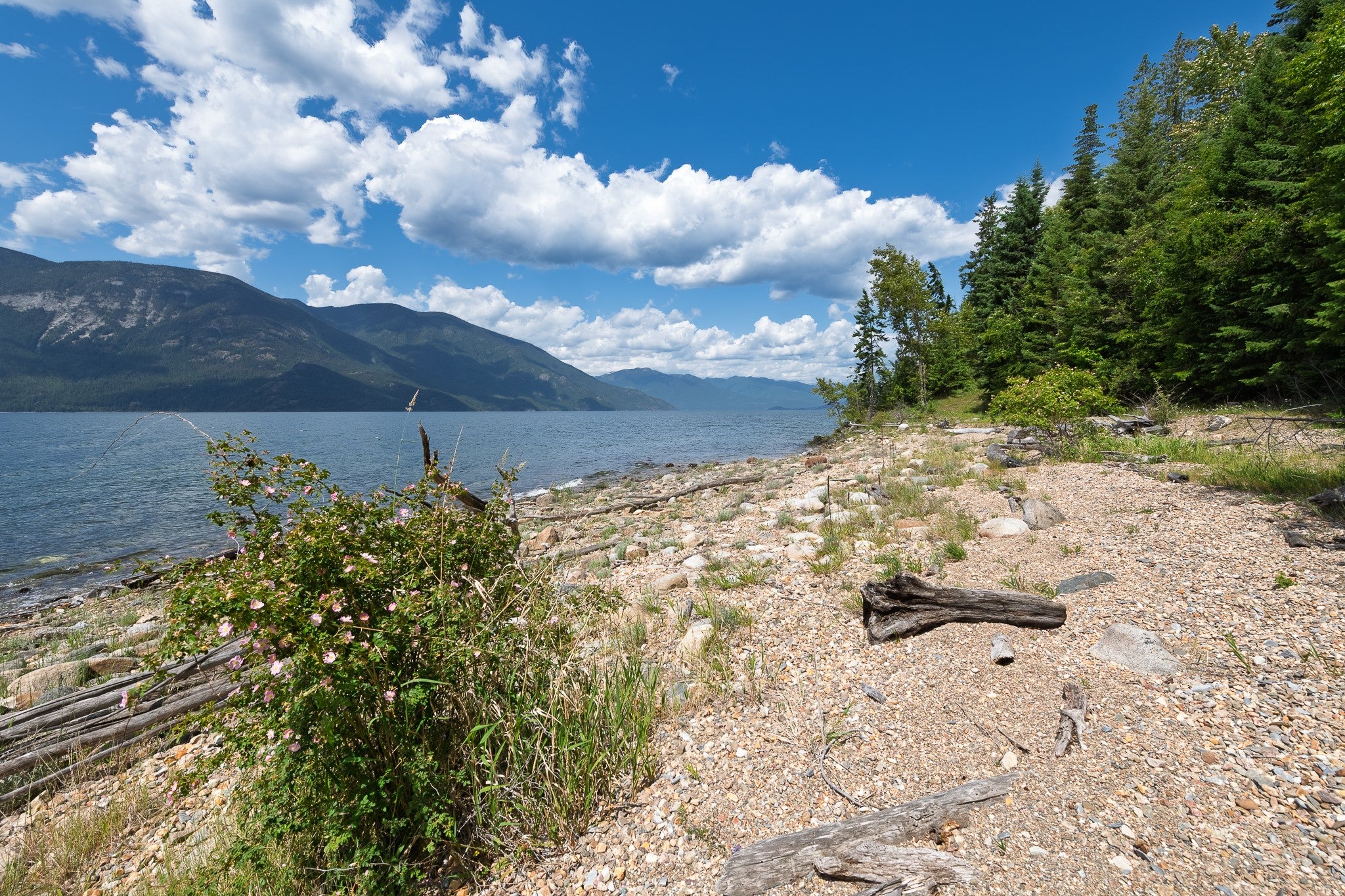 A rocky lakeshore with a flowering bush, driftwood, and a forest edge under a blue sky with white clouds and mountains. [AI-generated text]