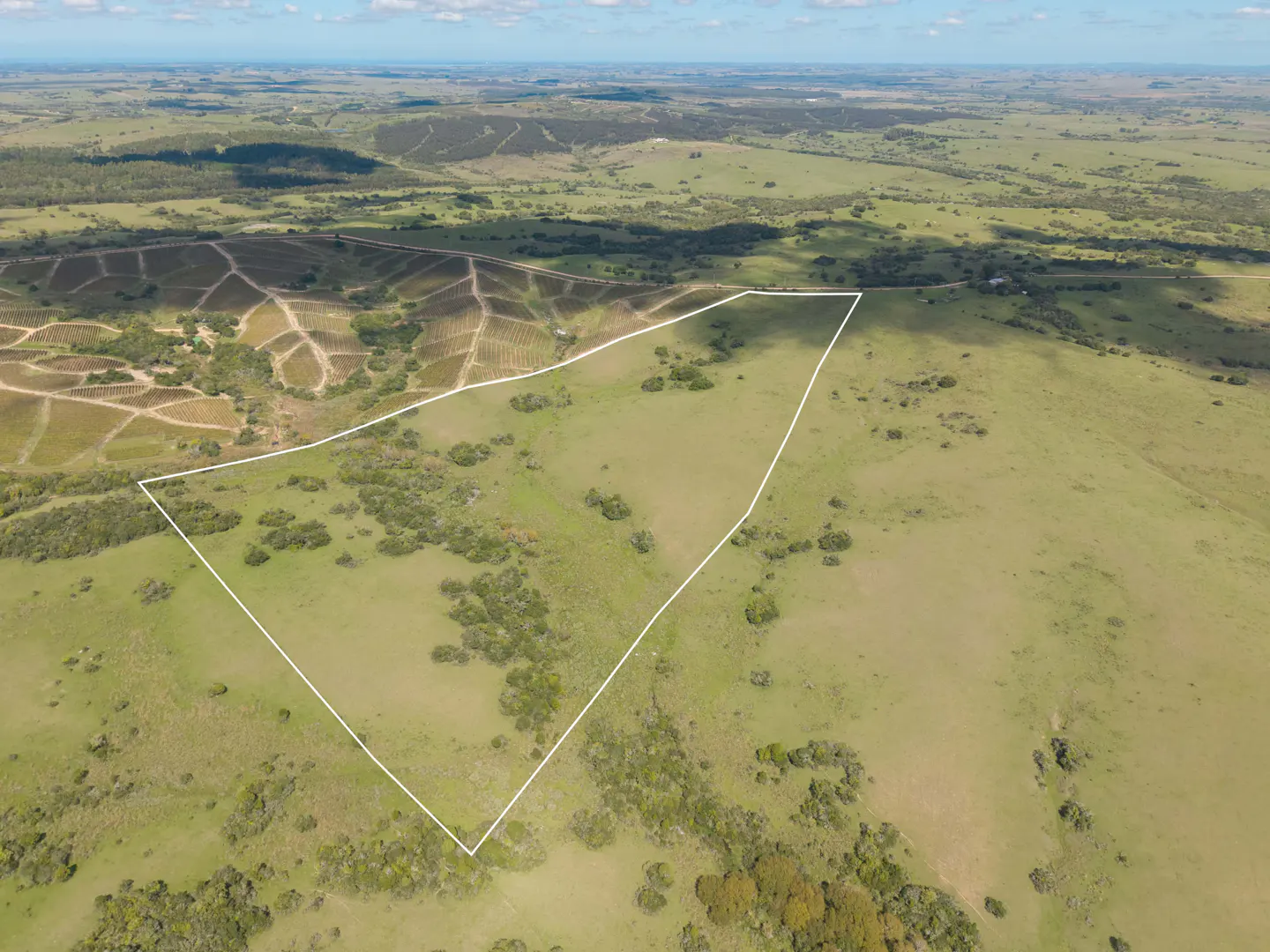 Aerial view of a green field outlined in white, with trees and a vineyard in the background.