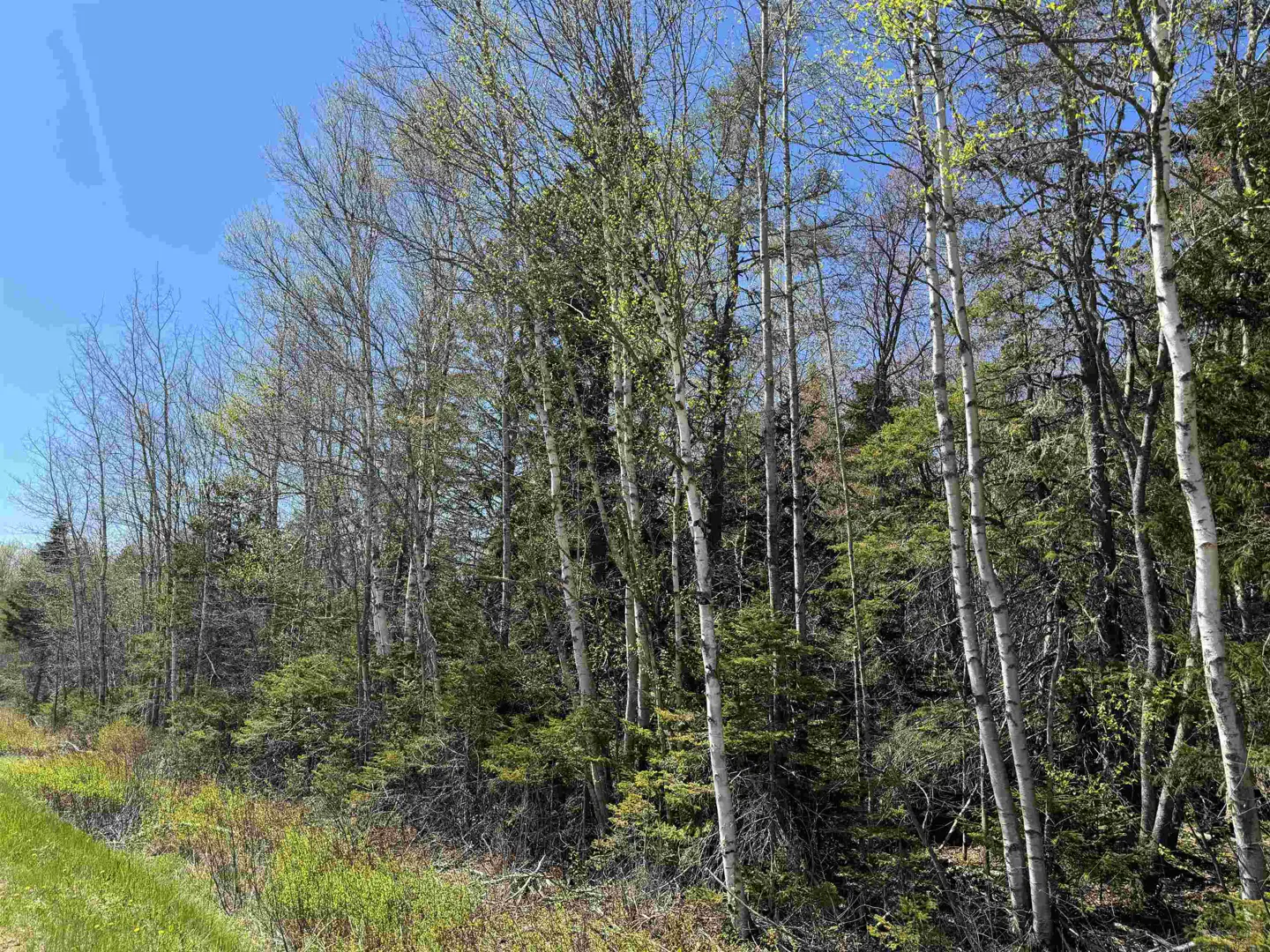 A wooded lot with tall birch trees and green undergrowth under a blue sky.