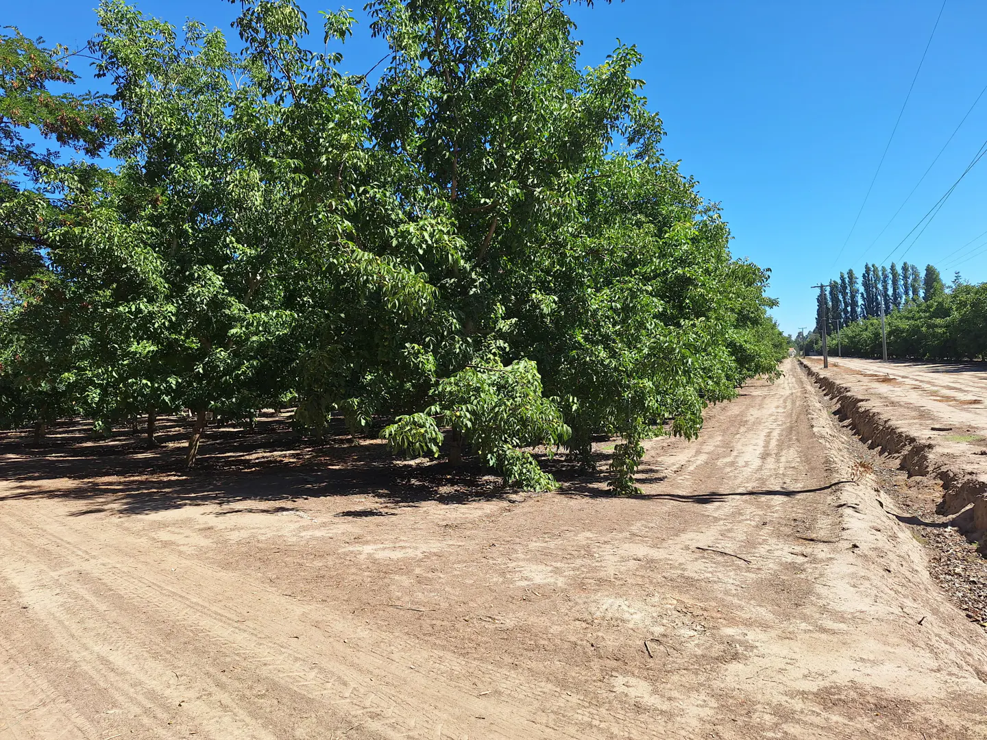A row of green trees lines a dirt road under a clear blue sky in a rural orchard.