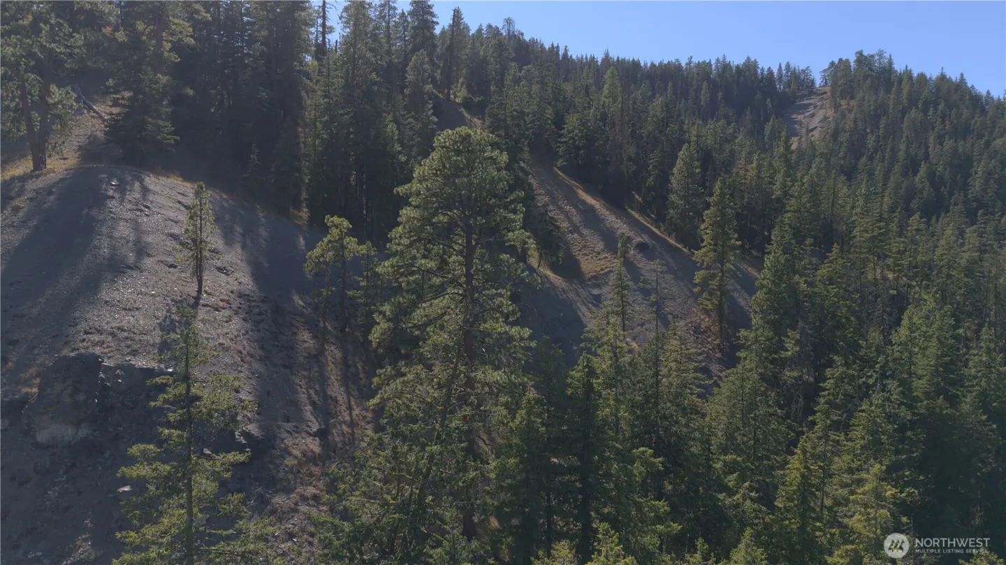 A hillside covered in green pine trees and gray rock under a blue sky.