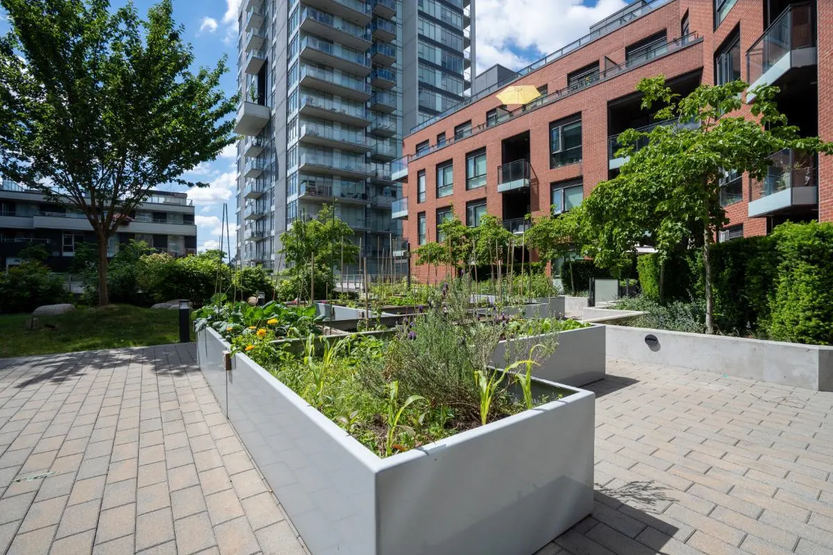 Urban garden with raised beds filled with plants, set against modern buildings and a brick walkway.