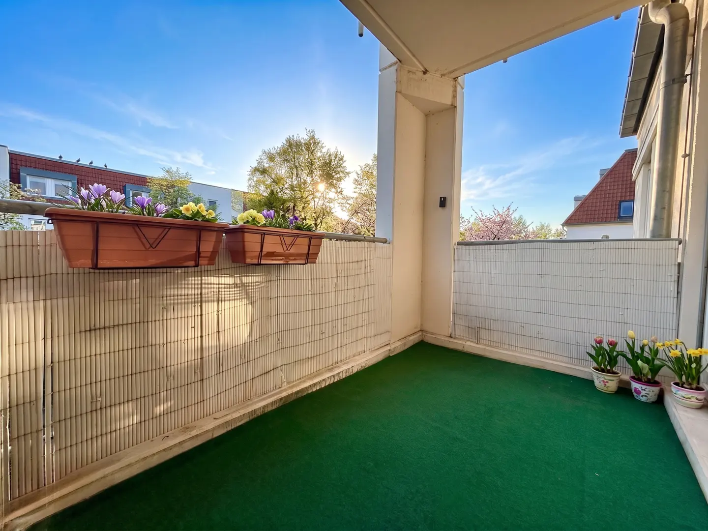 A sunny balcony with green turf, flower boxes with purple and yellow flowers, and potted tulips and daffodils.