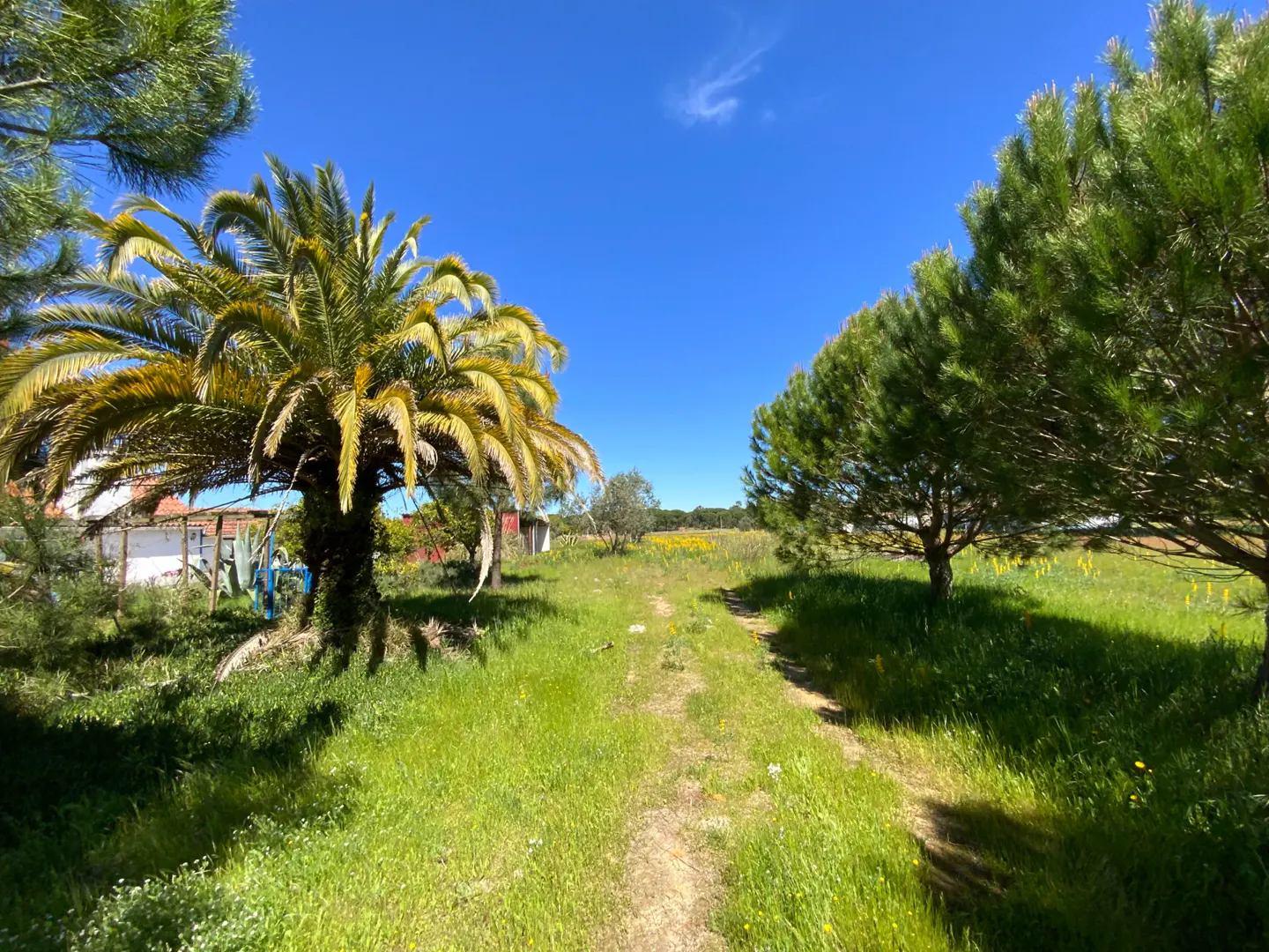A grassy path leads to a field of yellow flowers, framed by a palm tree and pines under a bright blue sky.