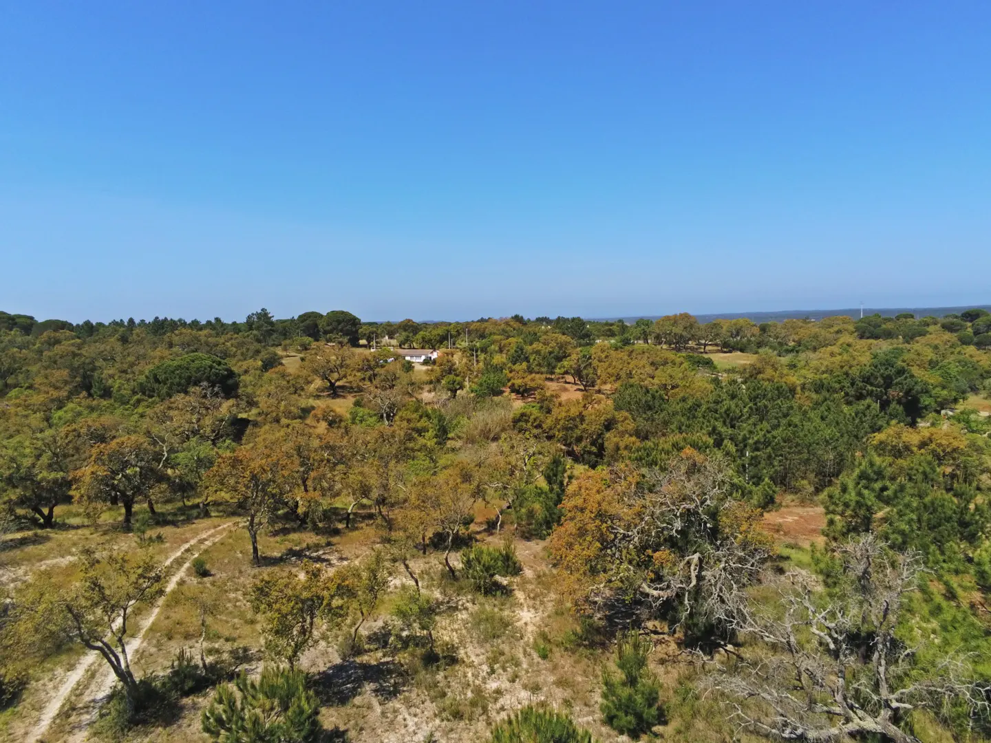 Aerial view of a wooded property with a dirt road, under a clear blue sky. A white house is visible in the distance.