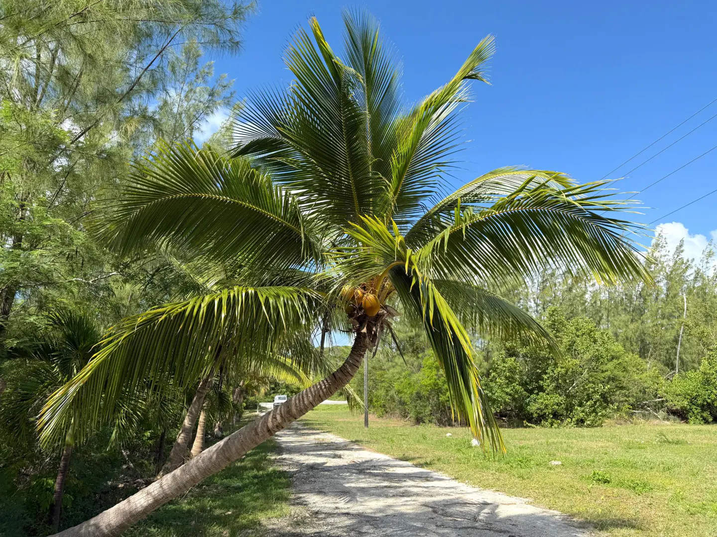 A leaning palm tree with coconuts over a gravel path, green trees, and a blue sky.