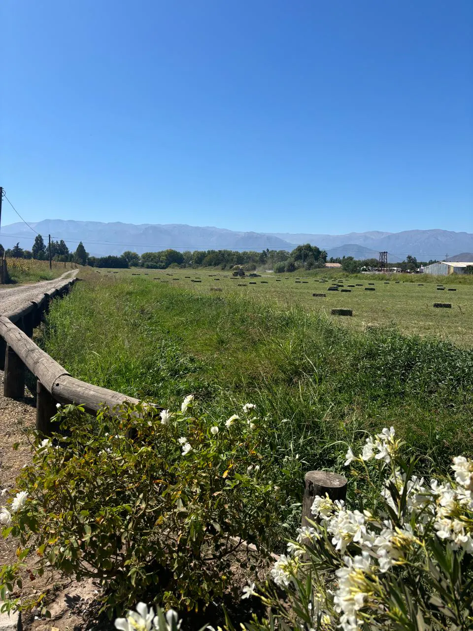 Scenic view of a green field with hay bales under a blue sky, mountains in the distance, and white flowers in the foreground.