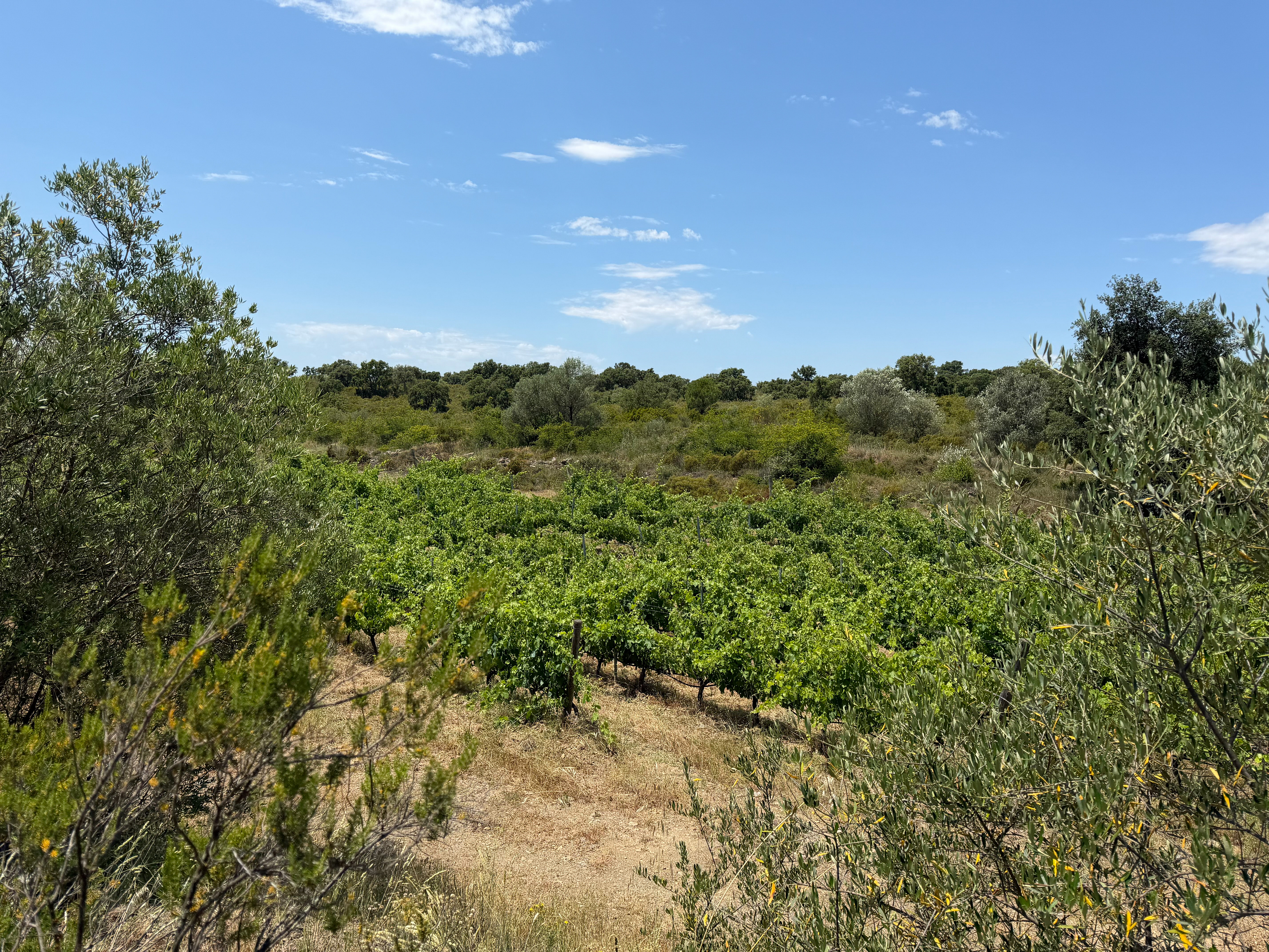Viñedo en producción de 27.980 m² en Garriguella