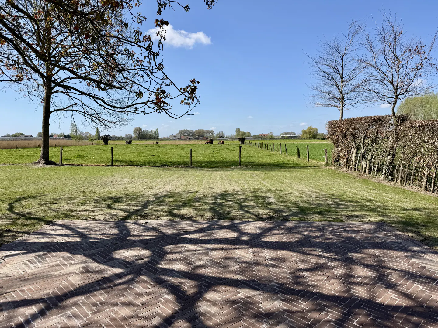 A brick patio with tree shadows overlooks a green field with grazing cows under a blue sky.