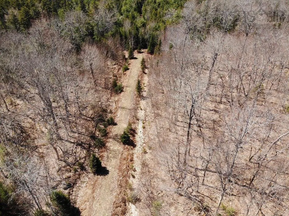 Aerial view of a brown path cutting through a forest of bare trees and green evergreens.