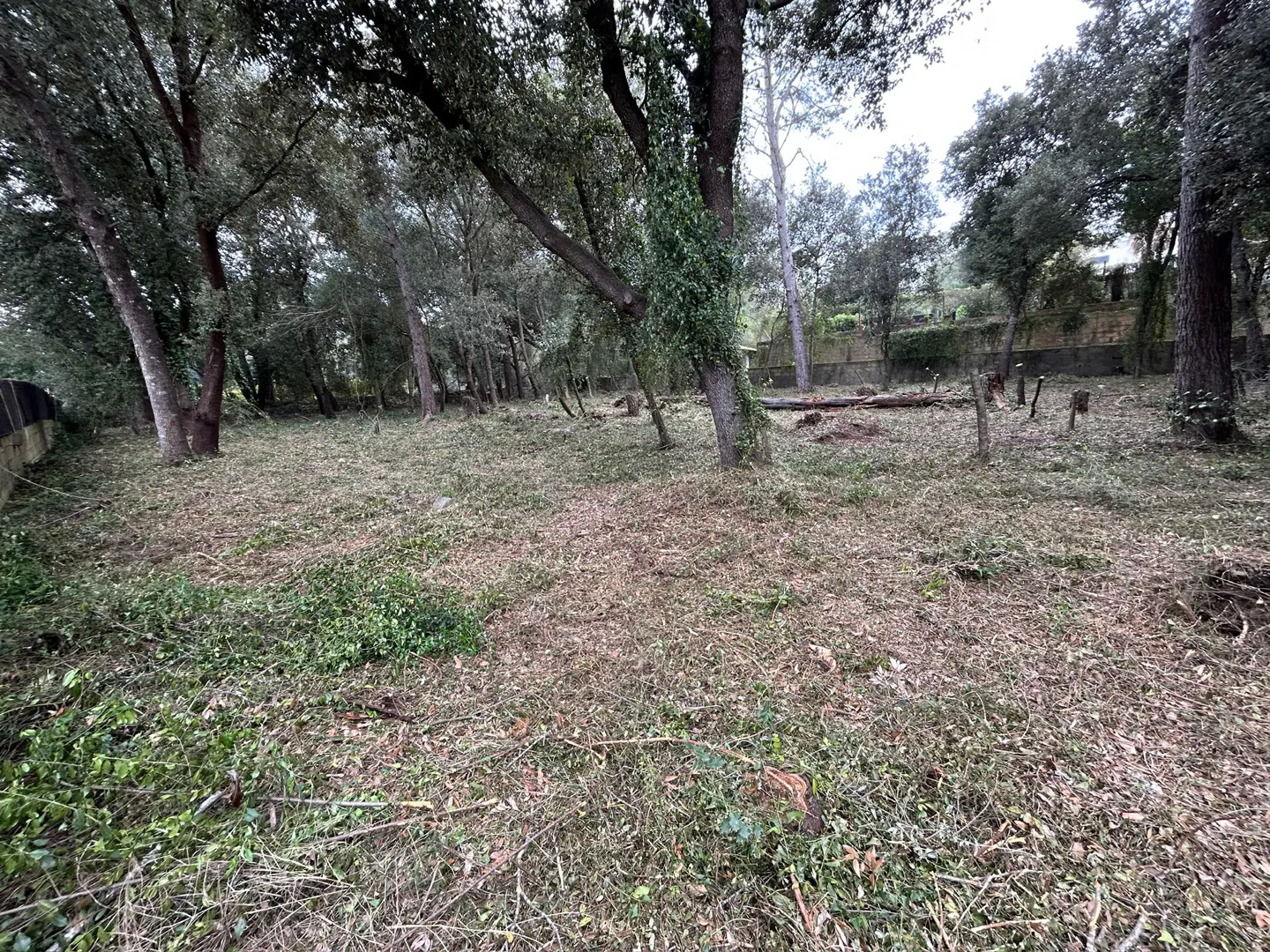 Cleared lot with trees. Ground covered in cut grass and brush. A stone wall is visible in the background.