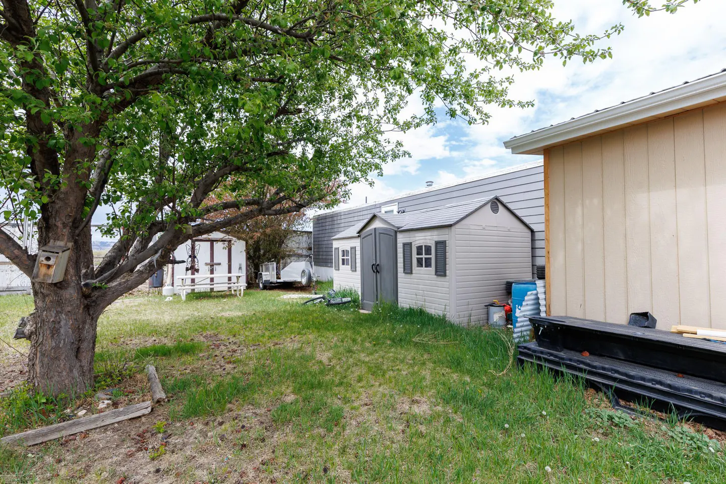 Backyard with a large tree, a beige plastic storage shed, and a white shed with a picnic table on a grassy lot.