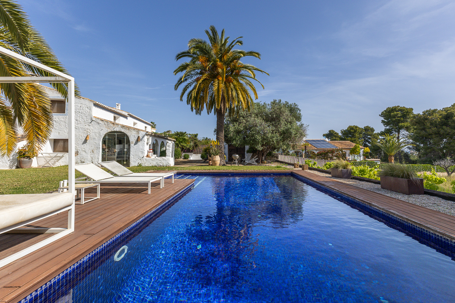 A bright blue pool with a wooden deck, white lounge chairs, and a palm tree in the background.