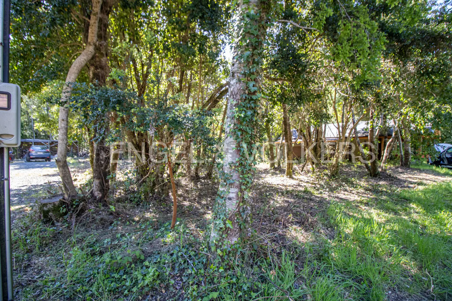 A wooded lot with trees, green grass, and a house in the background.