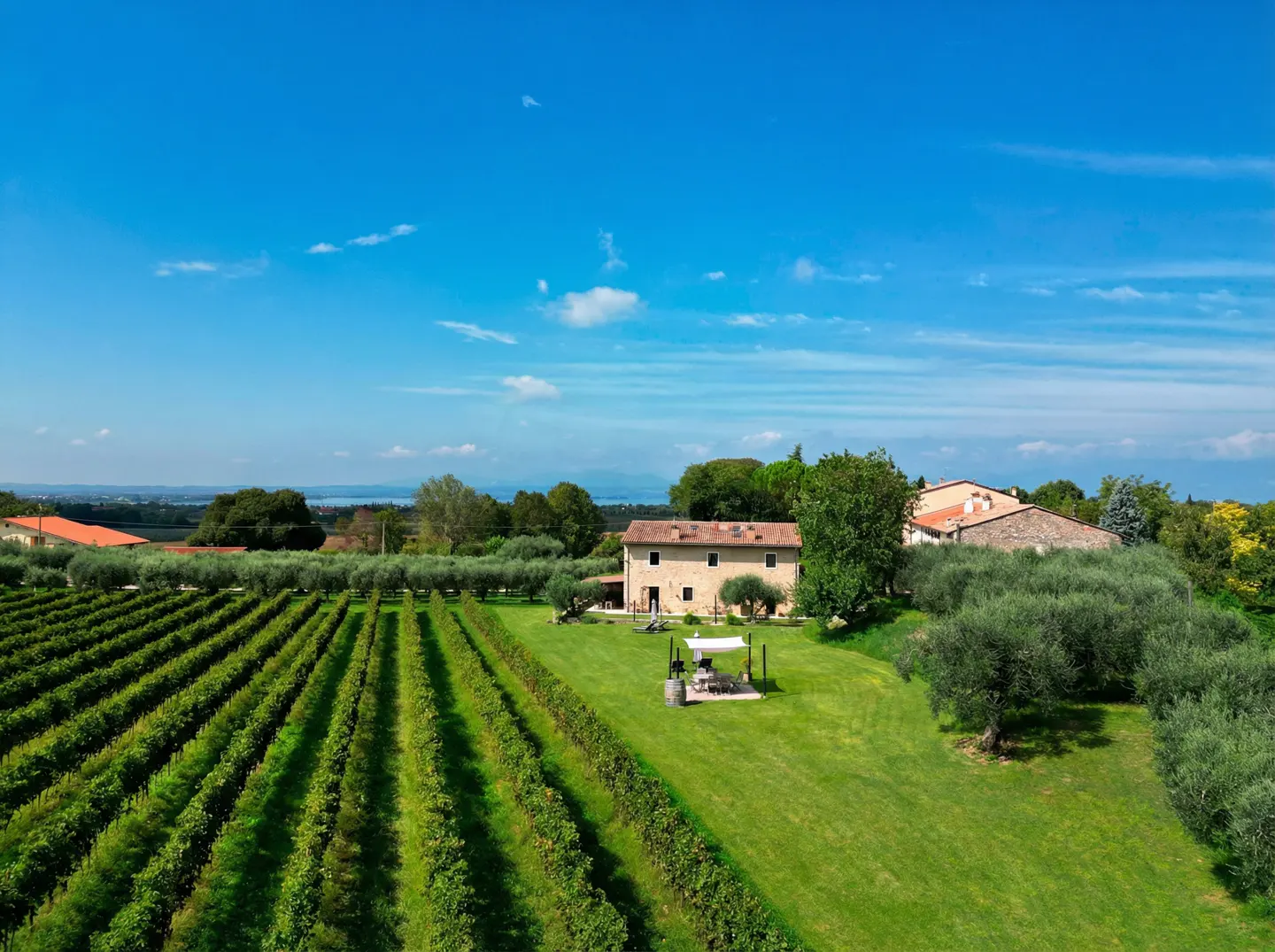 Vineyard estate with rows of green grapevines, a stone house, and a blue sky. A lawn and trees surround the house.