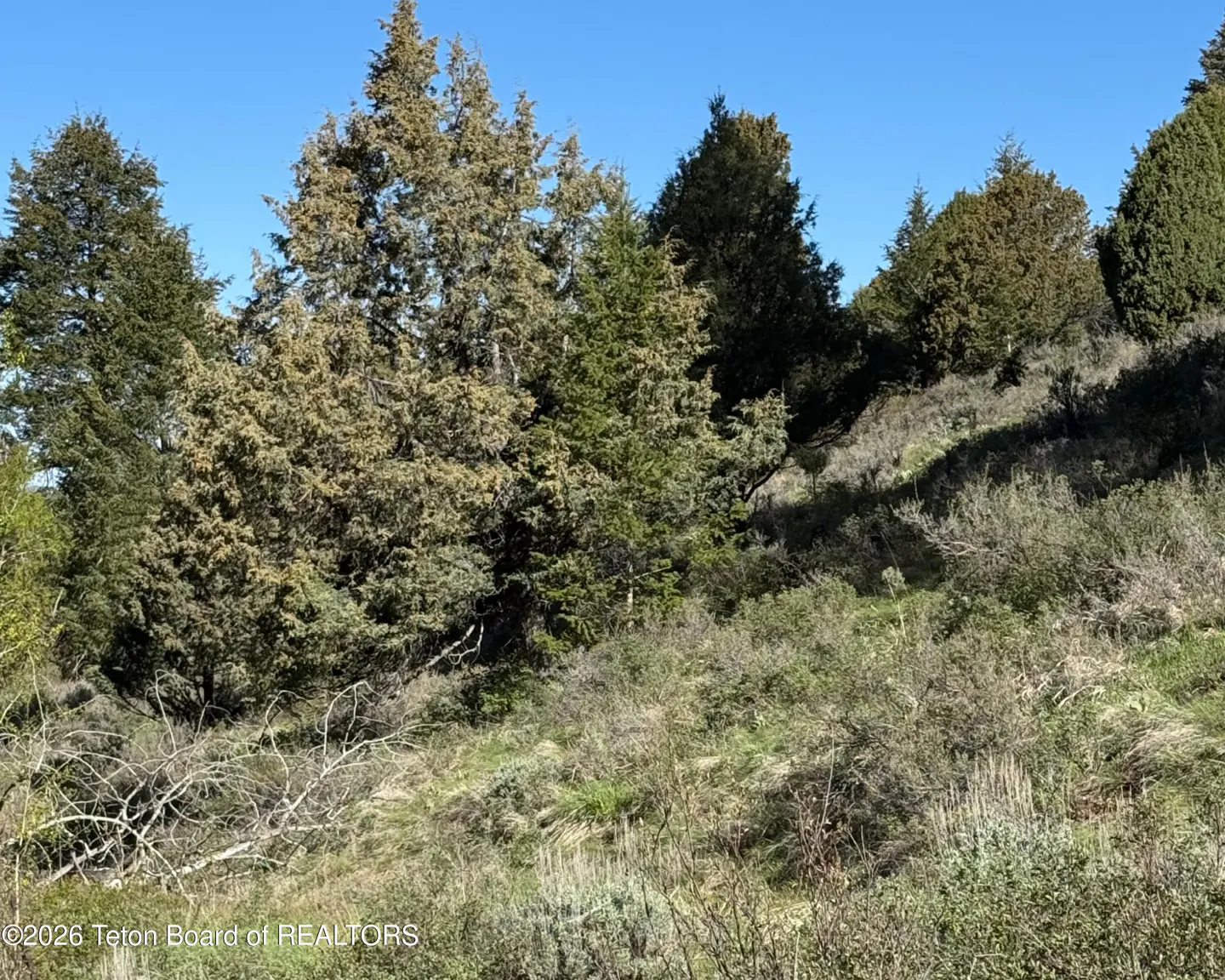 A sunny, sloped landscape featuring evergreen trees, brush, and dry grasses under a clear blue sky.